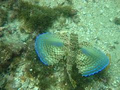 Dactylopterus volitans