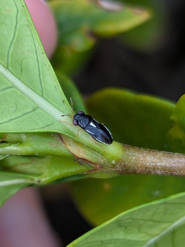 Stylogeocoris capricornutus, 2024-11-08