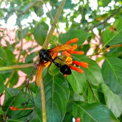 Delta pyriforme philippinense