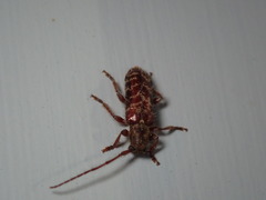 Eupogonius tomentosus