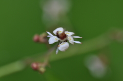 Micranthes odontoloma