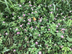 Argynnis hyperbius hyperbius