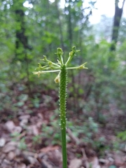 Malaxis brachyrrhynchos