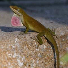 Green Anole photo 2