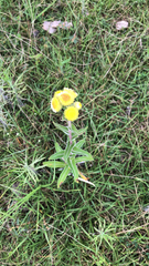 Helichrysum foetidum