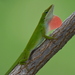Anoles - Photo (c) Tommy Farquhar, some rights reserved (CC BY-NC), uploaded by Tommy Farquhar