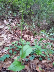 Malaxis brachyrrhynchos