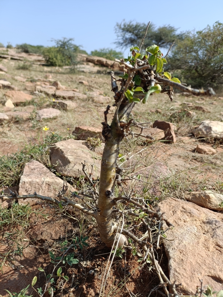 Commiphora wightii, Khakharavali, Gujarat, India