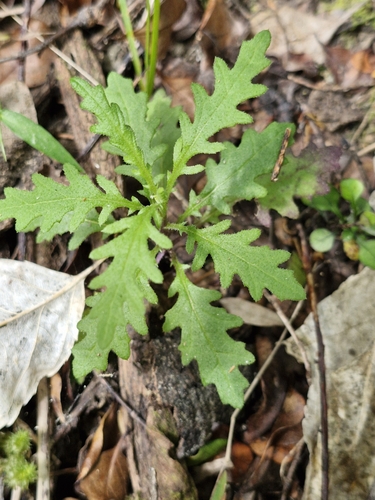 Image of Senecio esleri by (c) Irisa Hudson, some rights reserved (CC BY)