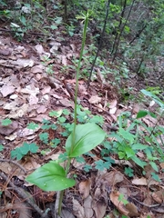 Malaxis brachyrrhynchos