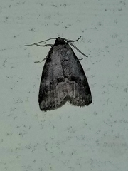 Hyperstrotia pervertens