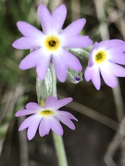 Primula incana