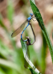 Argia agrioides