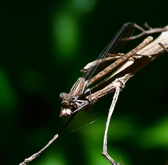 Argia agrioides