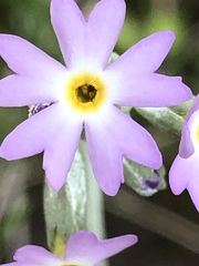 Primula incana