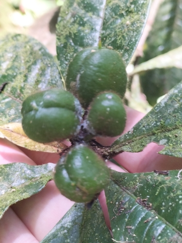 Image of Pittosporum rubiginosum by (c) Matthew Borella, some rights reserved (CC BY)