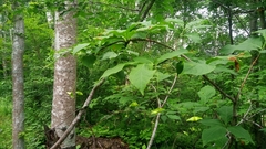 Euonymus macropterus