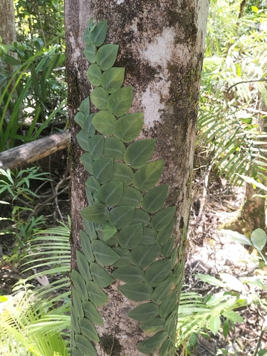 Image of Rhaphidophora hayi by (c) Matthew Borella, some rights reserved (CC BY)