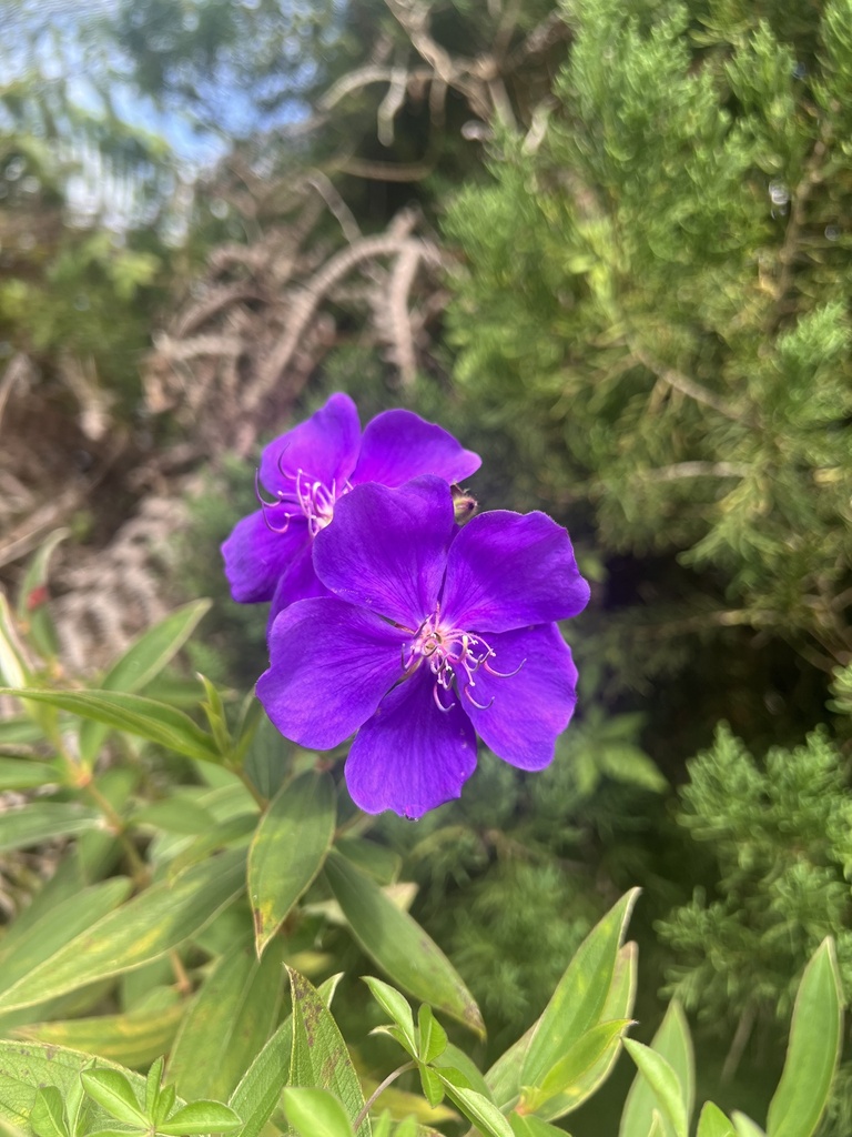 glory bushes and allies