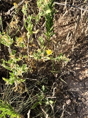 Mentzelia reverchonii