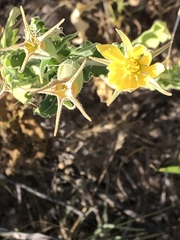 Mentzelia reverchonii