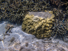 Porites lobata