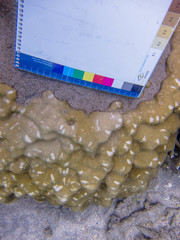 Porites lobata