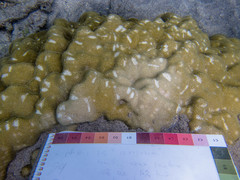 Porites lobata