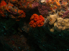 Tubastraea