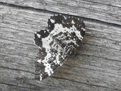 Rheumaptera hastata