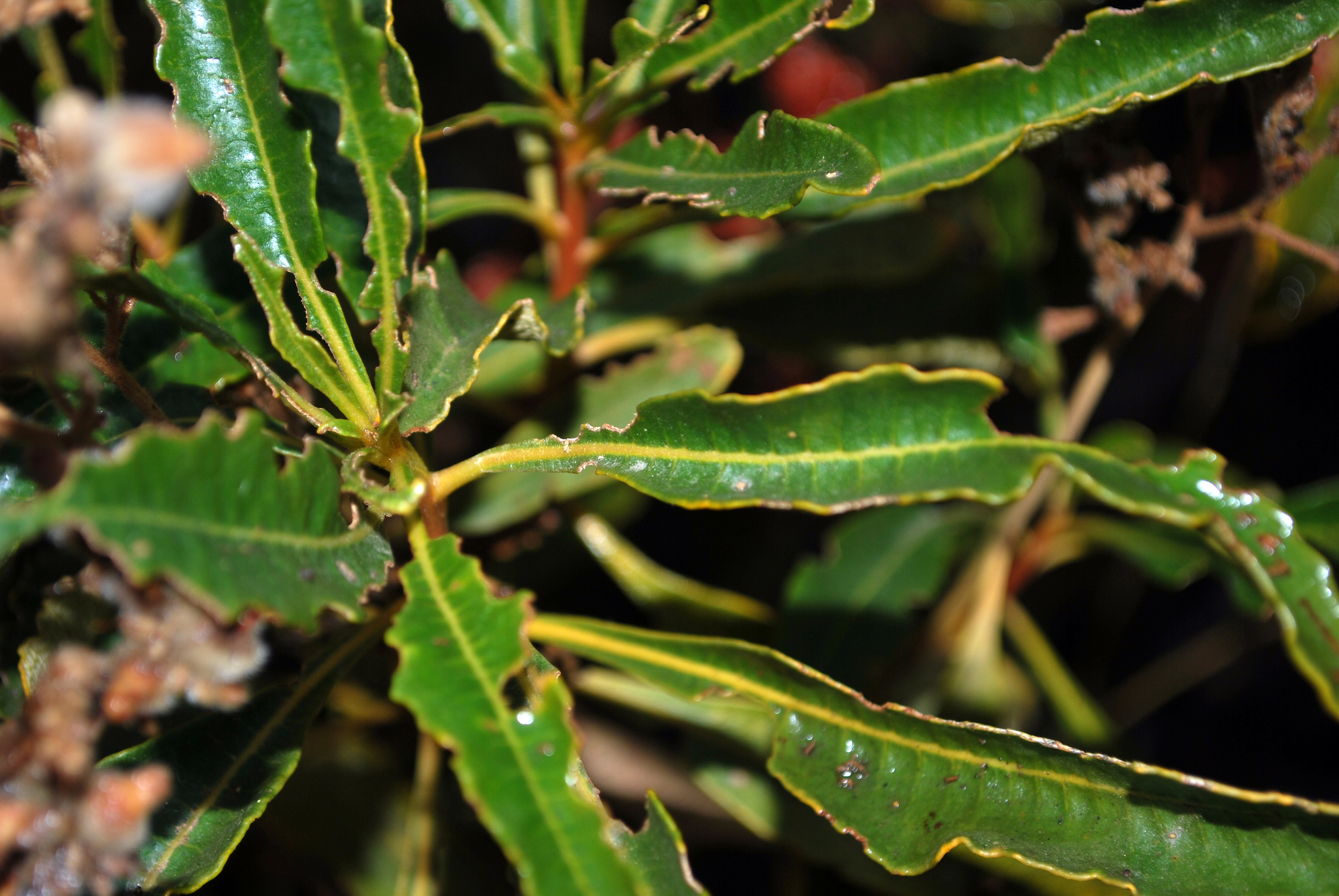 Eriodictyon trichocalyx var. trichocalyx