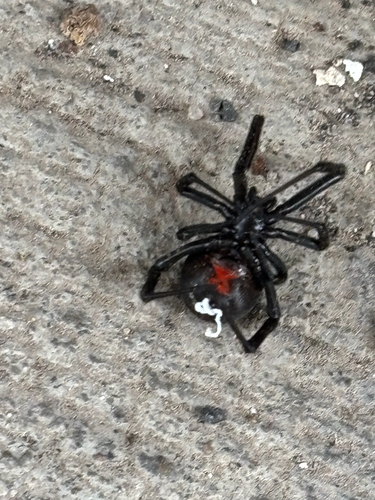 Western black widow
