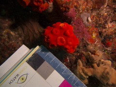 Tubastraea