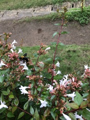 Xylocopa appendiculata circumvolans