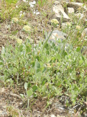 Oligogonum