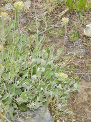 Oligogonum