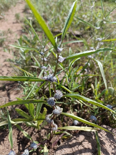 Erra Gobbi (Caesulia axillaris)