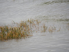 Bolboschoenus planiculmis