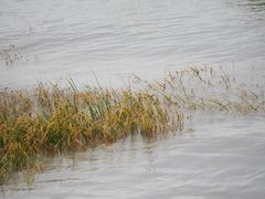 Bolboschoenus planiculmis