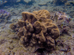 Leptoria phrygia