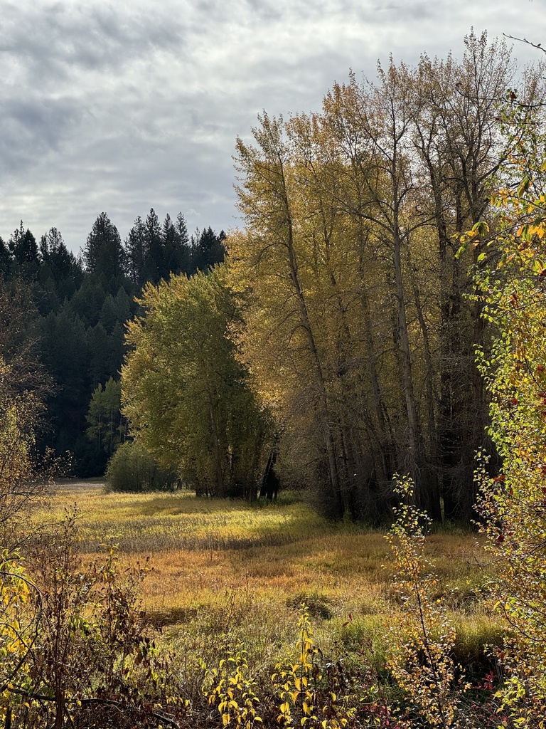black cottonwood from Painted Rocks Trail, Spokane, WA, US on October ...