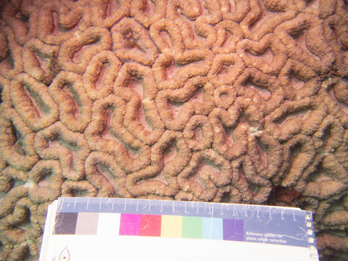 Lobophyllia hemprichii