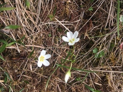 Claytonia tuberosa