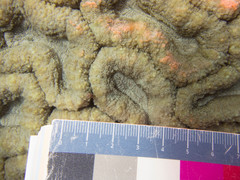 Lobophyllia hemprichii
