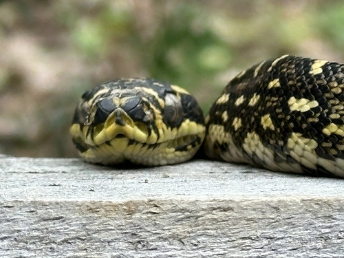 Diamond Python sighting