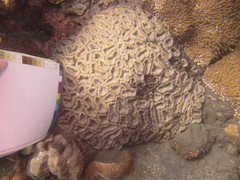 Lobophyllia hemprichii