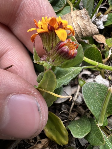 Image of Packera dimorphophylla by (c) Jared Shorma, some rights reserved (CC BY)