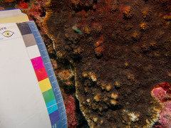 Echinophyllia aspera