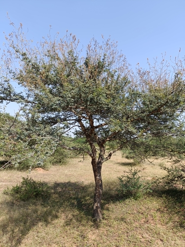 Image of Vachellia leucophloea by (c) Malaika Mathew Chawla, some rights reserved (CC BY)