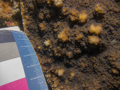 Echinophyllia aspera